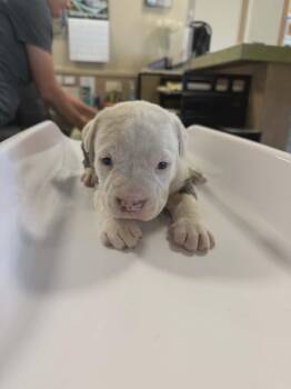 Morpheus -  Pit Bull Terrier Dog for Adoption in Rockwall, Texas - Morpheus | PetCurious