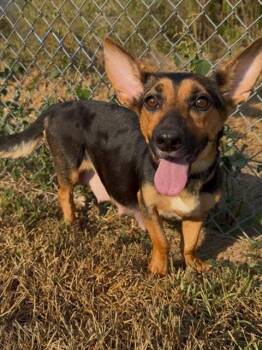 JOLIE -  Basset Hound and Cardigan Welsh Corgi Dog for Adoption in Conroe, Texas - JOLIE | PetCurious