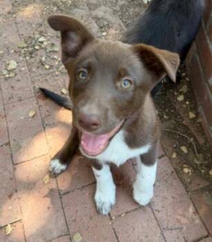 Phoebe -  Husky and Border Collie Dog for Adoption in Santa Paula, California - Phoebe | PetCurious