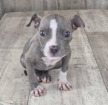 Tiny -  Terrier and Mixed Breed Dog for Adoption in Shreveport, Louisiana - Tiny | PetCurious