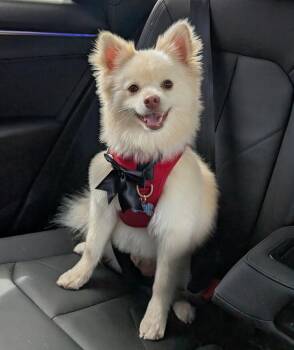 Rescue Pomeranian and American Eskimo Dog Dogs for Adoption in Atascadero, California - TEDDY | PetCurious