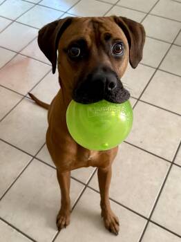 Rescue Rhodesian Ridgeback Dogs for Adoption in Austin, Texas - Dutch | PetCurious