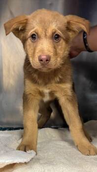 Mitsy -  Doberman Pinscher and Coonhound Dog for Adoption in Carlsbad, California - Mitsy | PetCurious