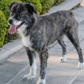 Audrey-Single but looking... -  Australian Shepherd and Catahoula Leopard Dog Dog for Adoption in Houston, Texas - Audrey-Single But Looking... | PetCurious