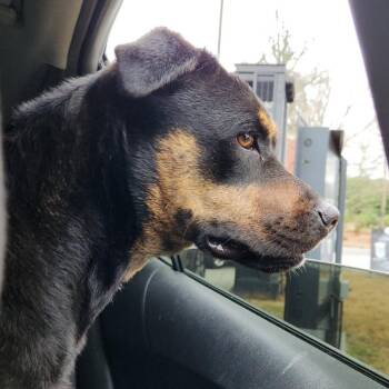 Pit Bull Terrier and Shepherd Dogs Available for Adoption - Molly | PetCurious