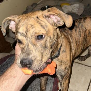 Mixed Breed Dogs Available for Adoption in Quincy, Florida - Oz | PetCurious