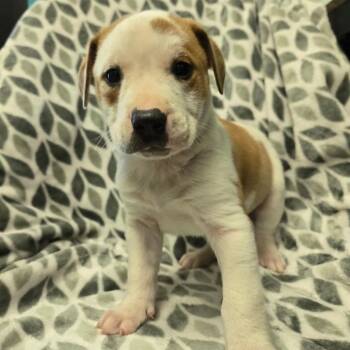 Dex -  Mixed Breed Dog for Adoption in Spruce Pine, North Carolina - Dex | PetCurious