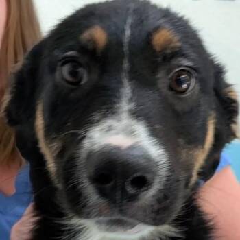 Mixed Breed Dogs Available for Adoption in Flagstaff, Arizona - Tequila | PetCurious