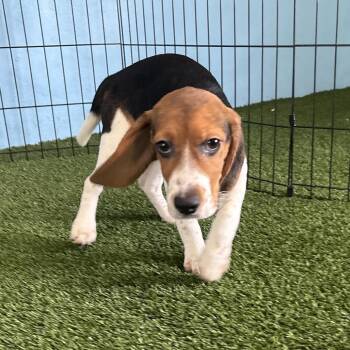 ?HG6 5882 -  Beagle Dog for Adoption in Loxahatchee Groves, Florida - ?HG6 5882 | PetCurious
