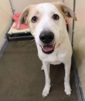 Shepherd and Australian Cattle Dog Blue Heeler Dogs Available for Adoption - Marley Mae | PetCurious