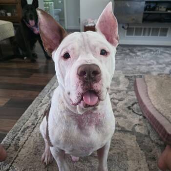 PJ -  Pit Bull Terrier Dog for Adoption in Grand Rapids, Michigan - PJ | PetCurious