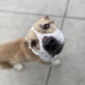 Phillip -  Pit Bull Terrier Dog for Adoption in Cheyenne, Wyoming - Phillip | PetCurious