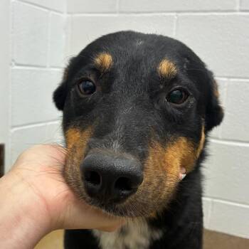 Bucky -  White German Shepherd and Mixed Breed Dog for Adoption in Corpus Christi, Texas - Bucky | PetCurious