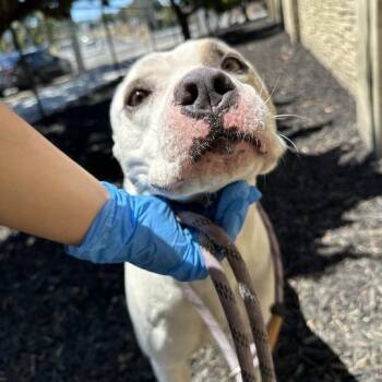 Obi -  Pit Bull Terrier and Mixed Breed Dog for Adoption in Turlock, California - Obi | PetCurious