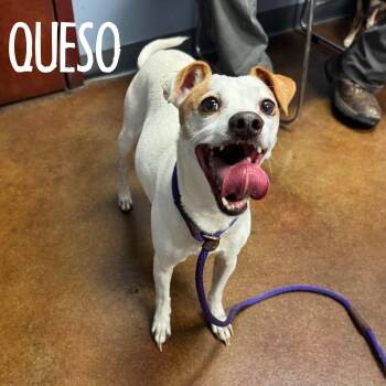 Rescue Jack Russell Terrier and Chihuahua Dogs for Adoption in Memphis, Tennessee - Queso | PetCurious
