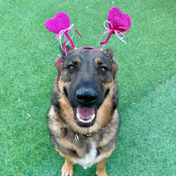 German Shepherd Dog Dogs Available for Adoption - Shasta | PetCurious