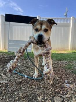Rescue Mixed Breed Dogs for Adoption in Chamblee, Georgia - Matt- IN FOSTER | PetCurious