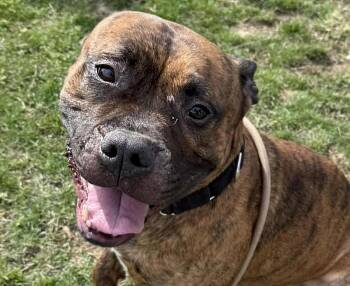 Pit Bull Terrier Dogs Available for Adoption in Euclid, Ohio - Caesar | PetCurious