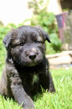 Oso -  Belgian Shepherd Malinois and Border Collie Dog for Adoption in Rialto, California - Oso | PetCurious