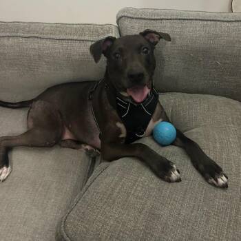 Kobe -  Mixed Breed Dog for Adoption in Westhampton, New York - Kobe | PetCurious