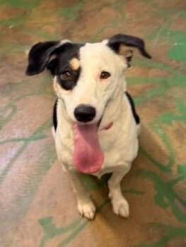 Border Collie Dogs Available for Adoption in Brookhaven, Mississippi - Jip 26 | PetCurious