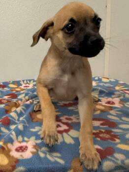 Betty Jo -  Chihuahua Dog for Adoption in Osgood, Indiana - Betty Jo | PetCurious
