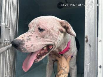 A386560 -  Pit Bull Terrier and Mixed Breed Dog for Adoption in Ocala, Florida - A386560 | PetCurious