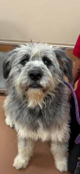 Einstein -  Terrier Dog for Adoption in Houghton Lake, Michigan - Einstein | PetCurious