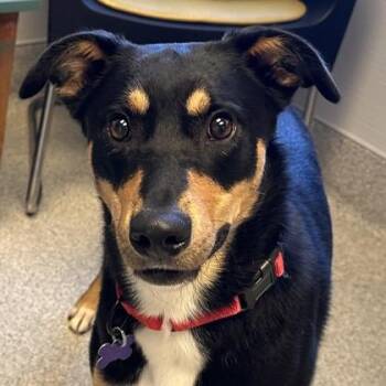Dusty -  Mixed Breed Dog for Adoption in Lansing, Michigan - Dusty | PetCurious