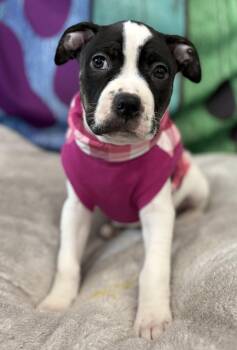Pit Bull Terrier Dogs Available for Adoption - Edna | PetCurious