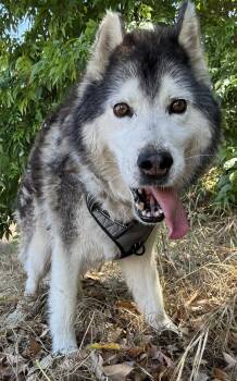 Siberian Husky Dogs Available for Adoption in Naperville, Illinois - Wolfie | PetCurious