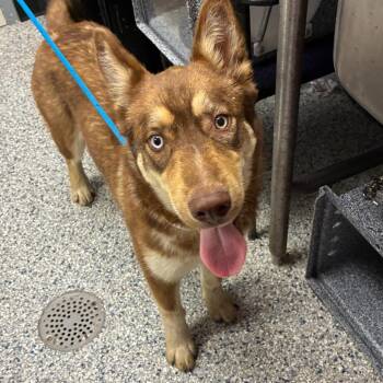 Husky and Mixed Breed Dogs Available for Adoption in Birmingham, Alabama - Jason | PetCurious