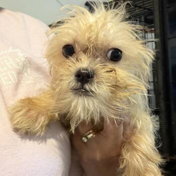 Fay -  Terrier and Mixed Breed Dog for Adoption in Montgomery, Texas - Fay | PetCurious