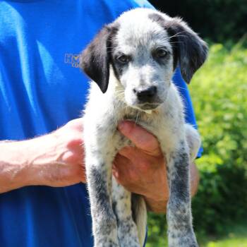 CT Beetle avail Jul 18 (Petco- Enfield, CT) -  Labrador Retriever and Australian Cattle Dog Blue Heeler Dog for Adoption in Eastford, Connecticut - CT Beetle Avail Jul 18 (Petco- Enfield, CT) | PetCurious