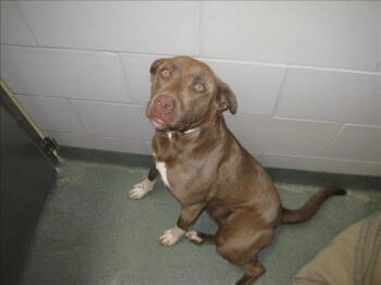 Rescue Mixed Breed Dogs for Adoption in Santa Fe, New Mexico - A171443 | PetCurious