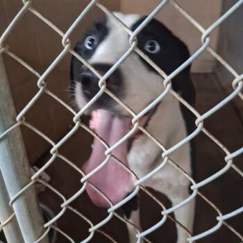 Badger -  Labrador Retriever Dog for Adoption in Edinburg, Texas - Badger | PetCurious