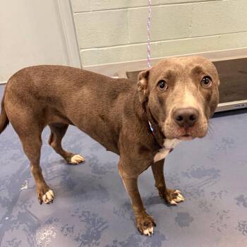 Pit Bull Terrier Dogs Available for Adoption in Greensboro, North Carolina - Macy Fleaona | PetCurious