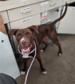 GALEN -  Mixed Breed Dog for Adoption in Dallas, Texas - GALEN | PetCurious