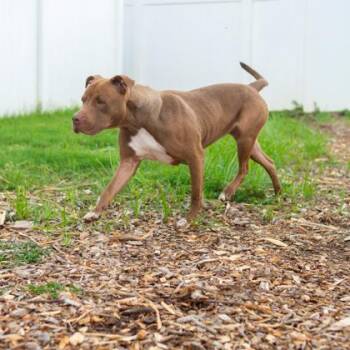 Musician -  Mixed Breed Dog for Adoption in Chamblee, Georgia - Musician | PetCurious