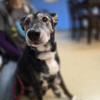 Ella -  Mixed Breed Dog for Adoption in Brookings, South Dakota - Ella | PetCurious