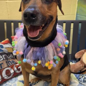 Echo -  Shepherd Dog for Adoption in Amherst, Virginia - Echo | PetCurious