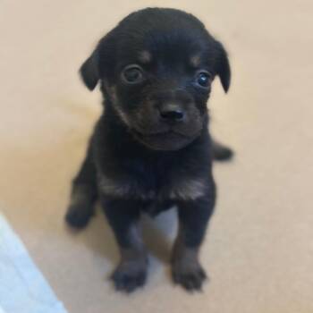 Poodle and Mixed Breed Dogs Available for Adoption in San Pablo, California - Noir | PetCurious