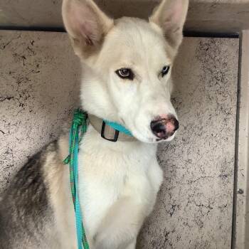 Lincoln -  Shepherd and Siberian Husky Dog for Adoption in San Gabriel, California - Lincoln | PetCurious