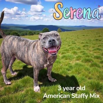 Rescue American Staffordshire Terrier Dogs for Adoption in Nicholasville, Kentucky - Serena | PetCurious