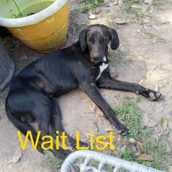 Tweetie -  Mixed Breed Dog for Adoption in Livingston, Texas - Tweetie | PetCurious
