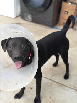 Rescue Labrador Retriever Dogs for Adoption in Corona, California - Nicky-2 | PetCurious