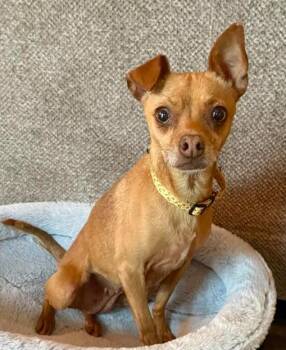 Chihuahua Dogs Available for Adoption in Brooklyn Center, Minnesota - Jacinta | PetCurious