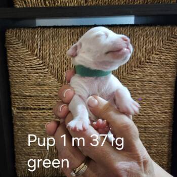 Pippi Pup Saga -  Hound and Mixed Breed Dog for Adoption in Fairfax Station, Virginia - Pippi Pup Saga | PetCurious