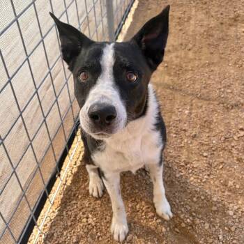 Toothpick -  Border Collie and Mixed Breed Dog for Adoption in Austin, Texas - Toothpick | PetCurious