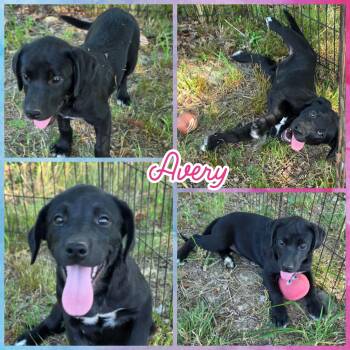 Avery -  Labrador Retriever Dog for Adoption in Blacksburg, South Carolina - Avery | PetCurious